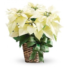Stella Di Natale Bianca (SPECIAL)