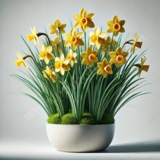Narcissus Plant (Base)