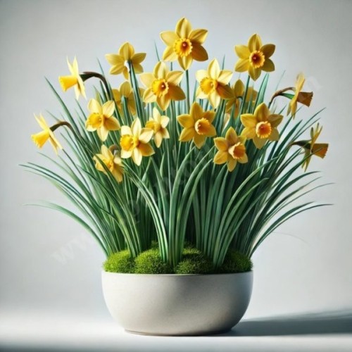 Narcissus Plant (Base)