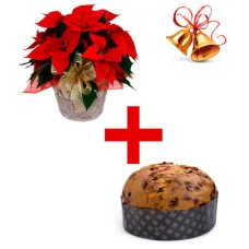 Stella and Panettone (Deluxe)