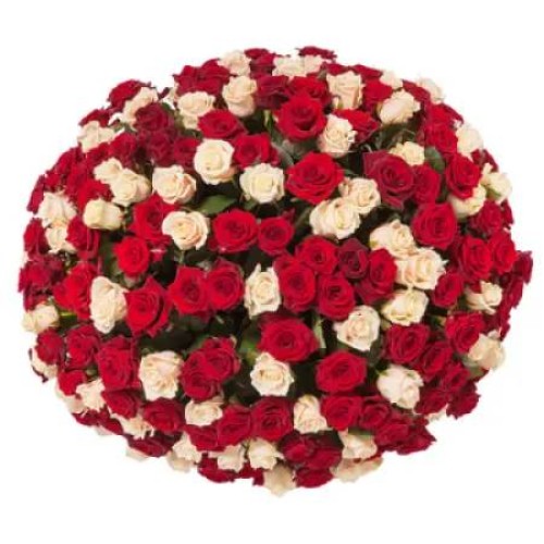 Cloud of Roses