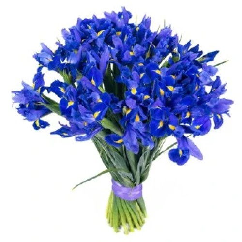 12 Irises