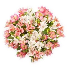 12 Alstroemeria Selection