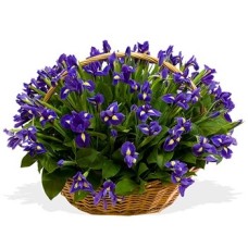 An Iris A Day