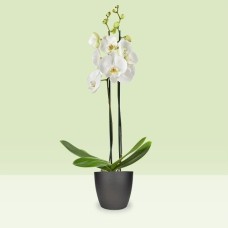 White Orchid
