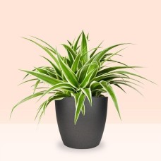 Spider plant