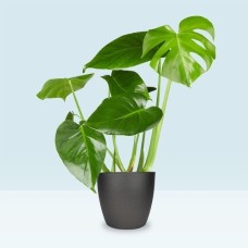 Monstera delicioca