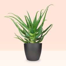 Aloe Arborescens