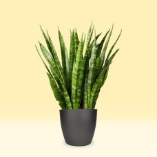Sansevieria Kirkii