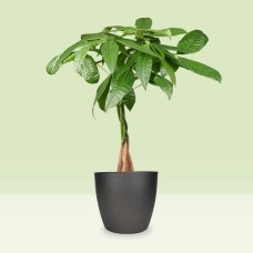 Money tree | Pachira