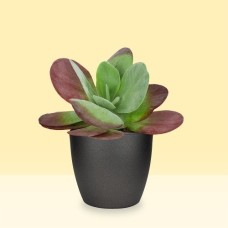 Kalanchoe thyrsiflora