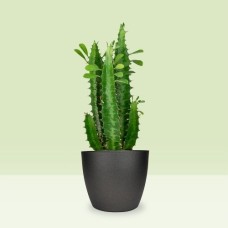 Euphorbia cactus