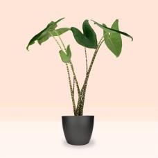 Alocasia Zebrina