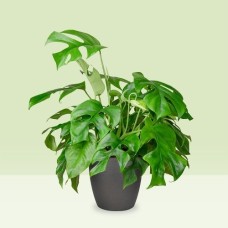 Monstera | Minima