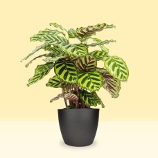Calathea Makoyana