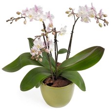 Perfect choice Orchid (Big)