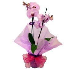 Phalaenopsis Orchid Gift