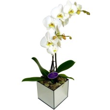 Luxury Twin-Stemmed Orchid