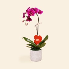 Purple Phalaenopsis Orchid In Pot