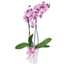 pink orchid phalaenopsis (Deluxe)