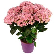 pink hydrangea plant (Standard)