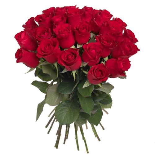 33 red roses (Standard)