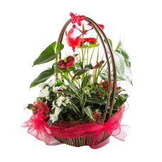 plants arrangement (Deluxe)