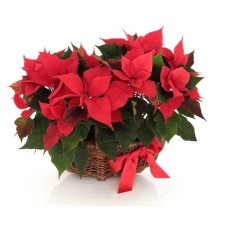 basket of poinsettia (Deluxe)