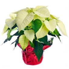 white poinsettia (Medium)