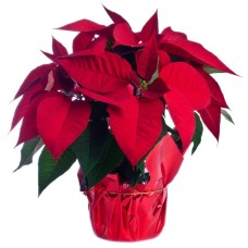 red poinsettia (Deluxe)