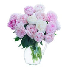 white and pink peonies (Standard)