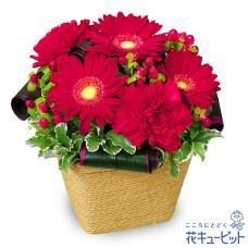 red gerbera arrangement