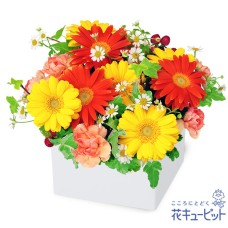 Two-color gerbera cube arrangement