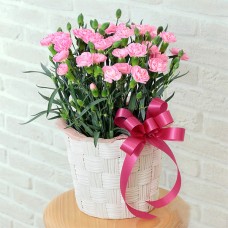 Carnation Bowl (Pink)