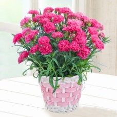Happiness Of Pink Carnation Pot