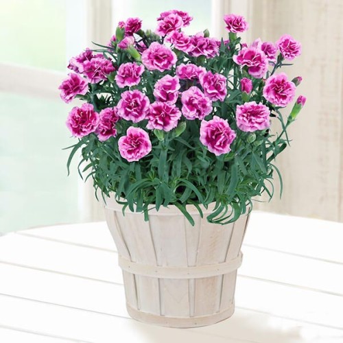 Happiness Of The Multi-Color Carnation-Purple And White