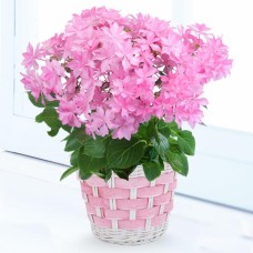 Hydrangea Dance Party-Pink
