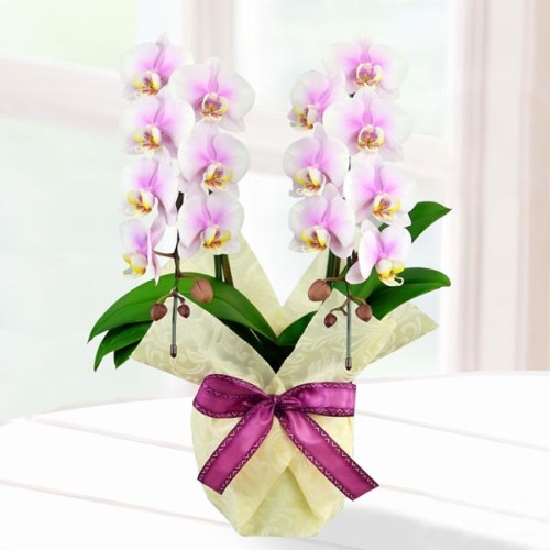 Phalaenopsis Rupan 2 Hontate Wrapping