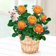 Rose Baby Romantica