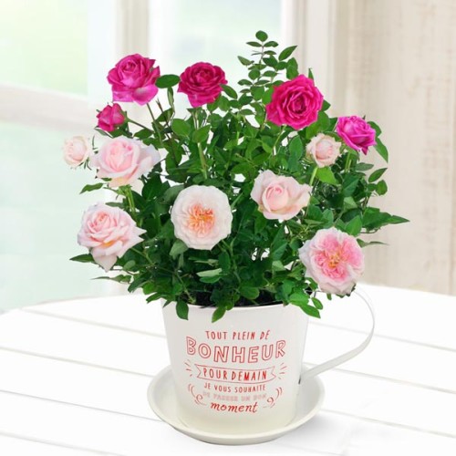 Rose Overnight Sensation And Ready Good Idea Dina