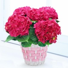 Hydrangea Crystal Red