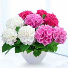 Hydrangea Three Colors Shifting-Red, Pink And White