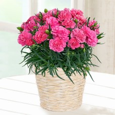 Happy Pink Carnation Bowl