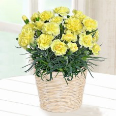 Happy Yellow Carnation Bowl