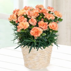 Happy Color Change Carnation Bowl (Orange)