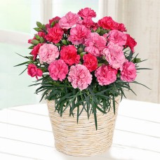 Happy Color Change Carnation Bowl (Pink)