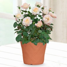 Mother'S Day Rose White Peach Ovation