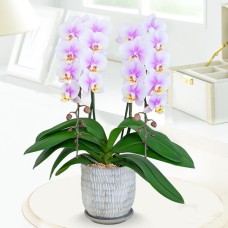 Midi Phalaenopsis Ru Pan 2 Stands (Pottery Bowl)