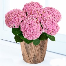Mother'S Day Hydrangea Fairy Kiss