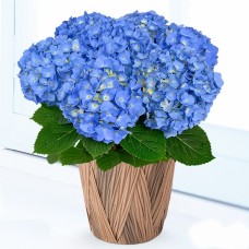 Mother'S Day Hydrangea Blue Diamond